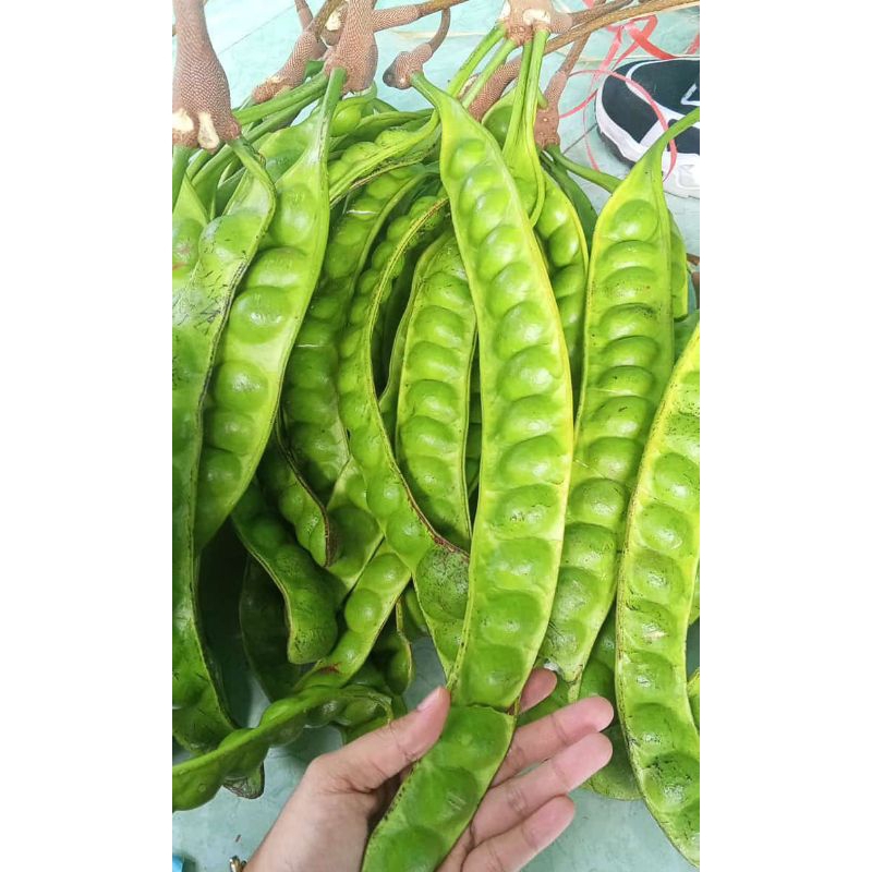 

petay segar/baru metik