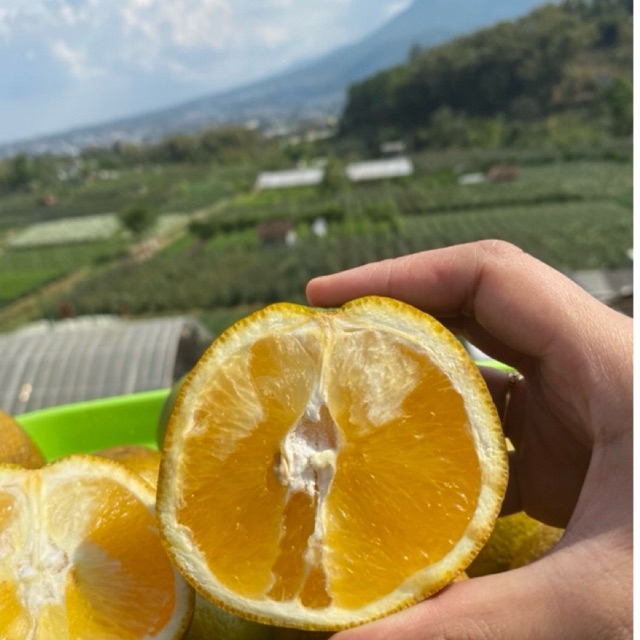 

JERUK MANIS IRIS 1 KG JERUK PERAS