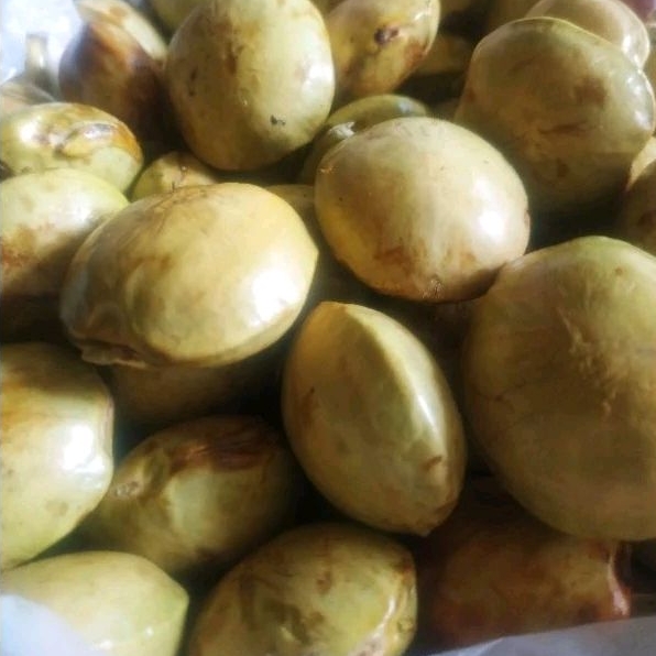 

Jengkol bagalintin Liek lah tuo segar premium 1 kg dari Lintau batusangkar
