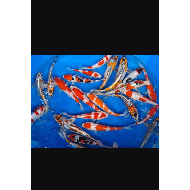 

Koi campur (Mix) SZ 15CM