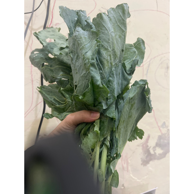 

SAYUR KAYLAN 1Kg