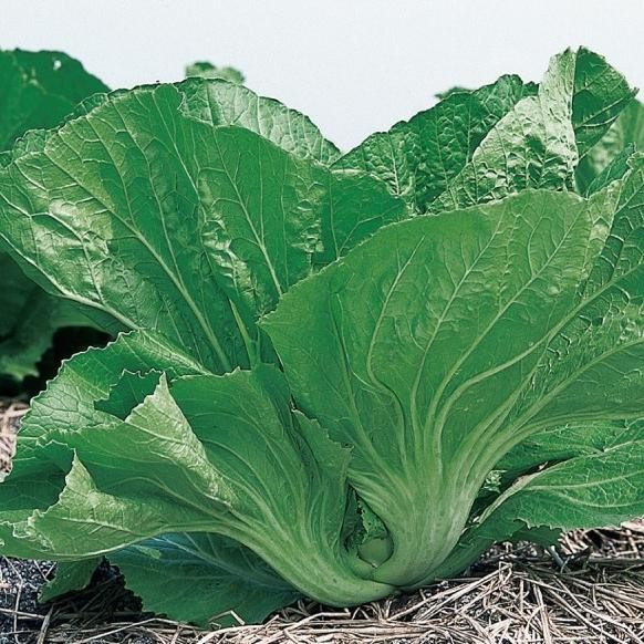 100 Biji - Benih Sawi Pahit Marokot Unggul BRUTO Garuda Seed - Sawi Morakot Unggul - Benih Seribuan