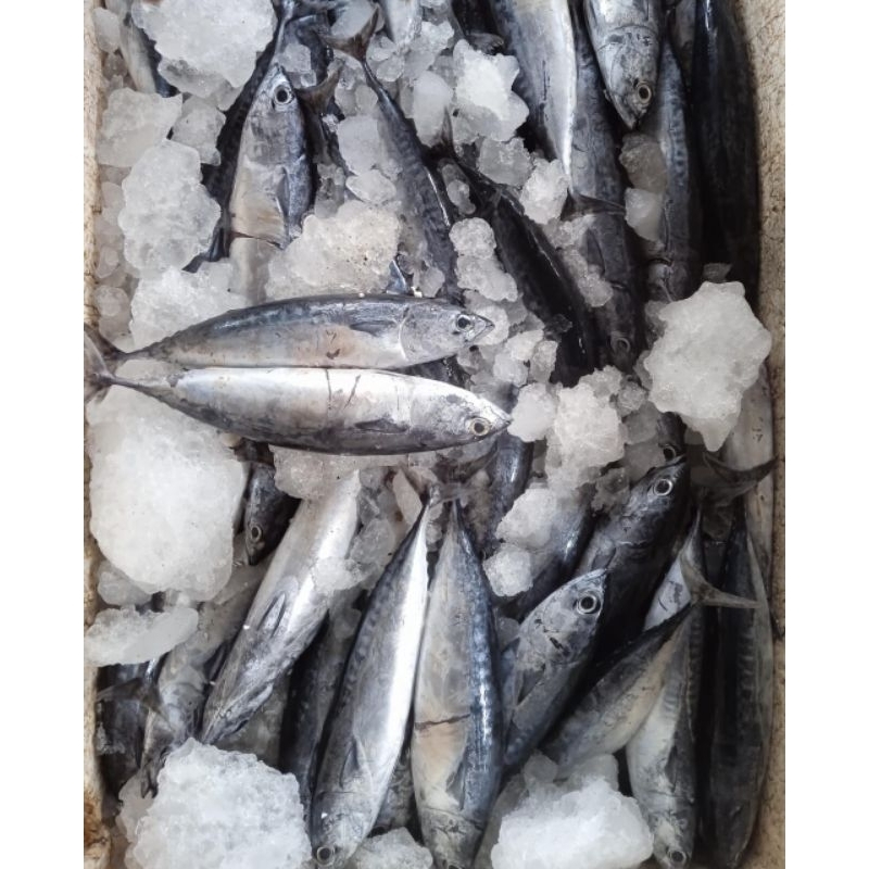tongkol lisong/ ikan laut/ ikan tongkol
