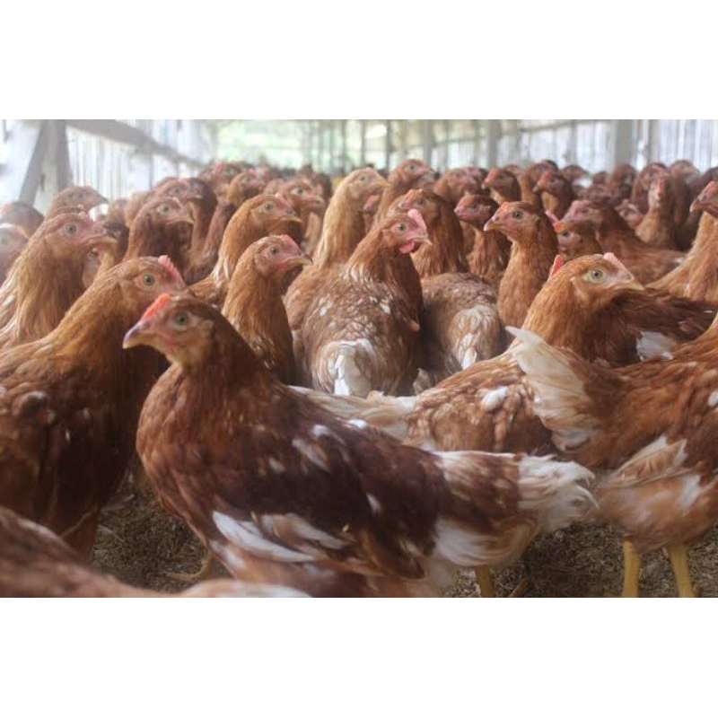

ayam merah 1 ekor ukuran 2kg(- +)