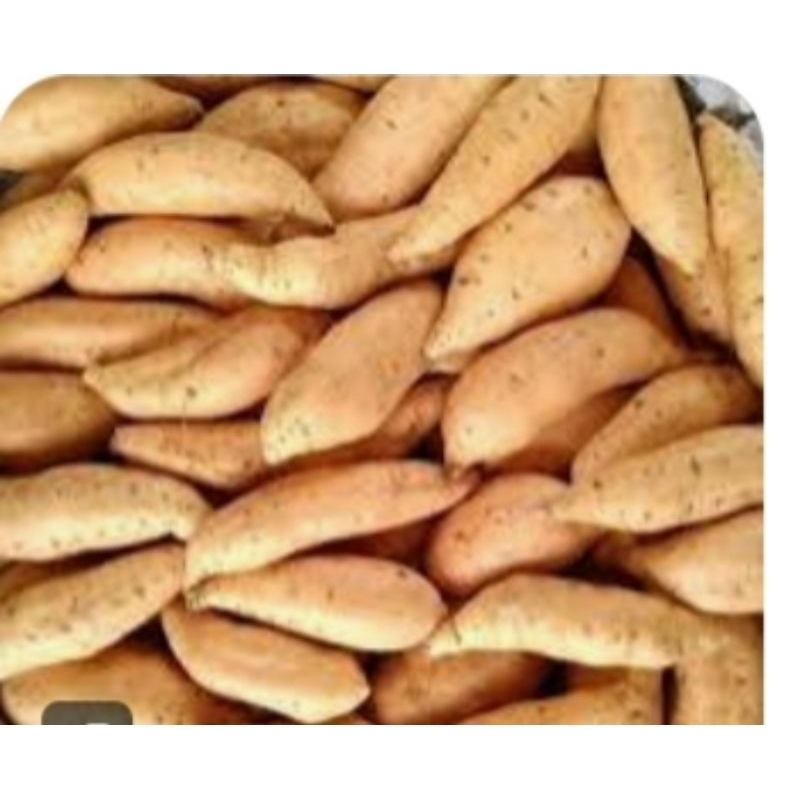 

ubi madu cilembu / pasar online karuwisi