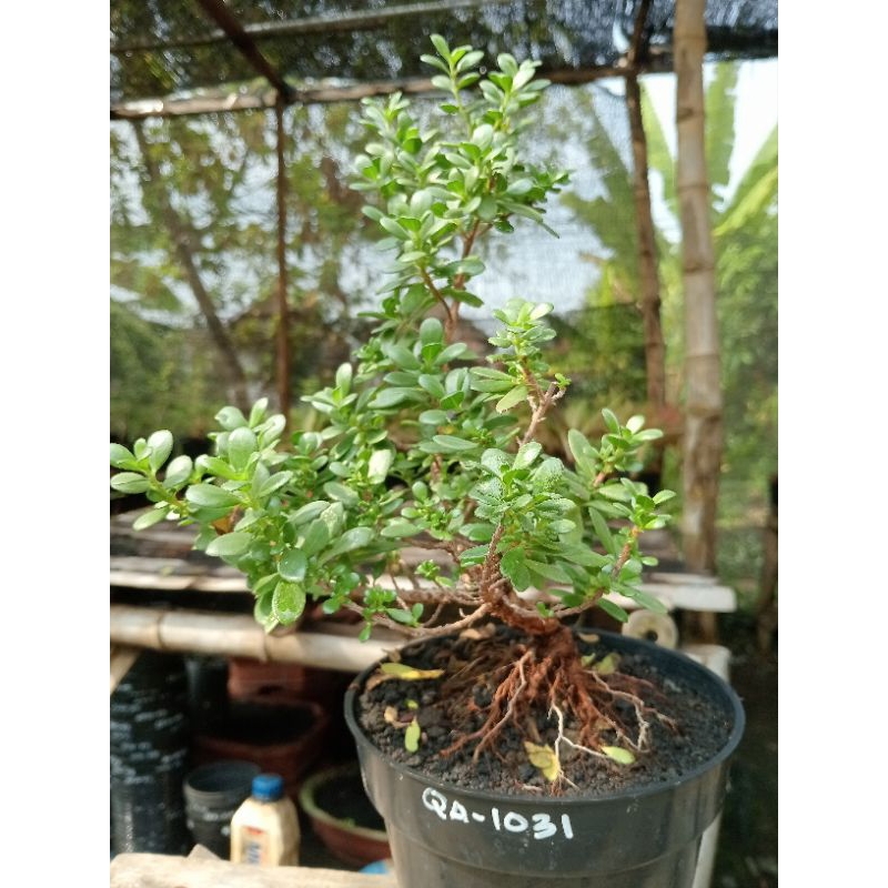 QA-1031, BAHAN BONSAI SANTIGI MAWAR SEMAI BIJI