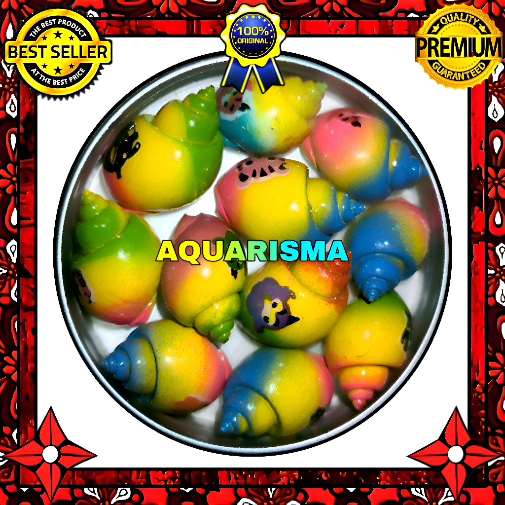 HIASAN DAN KOLEKSI - CANGKANG KEONG MACAN TURBO BABILONIA RAINBOW FLICK GRADE A+