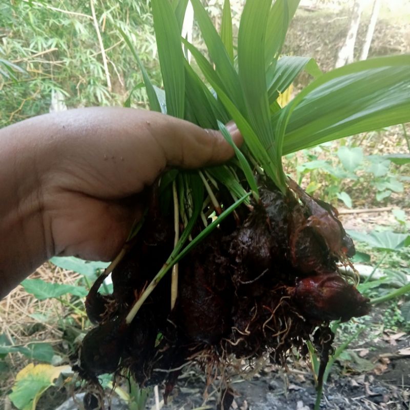 

bawang dayak segar 1 kg