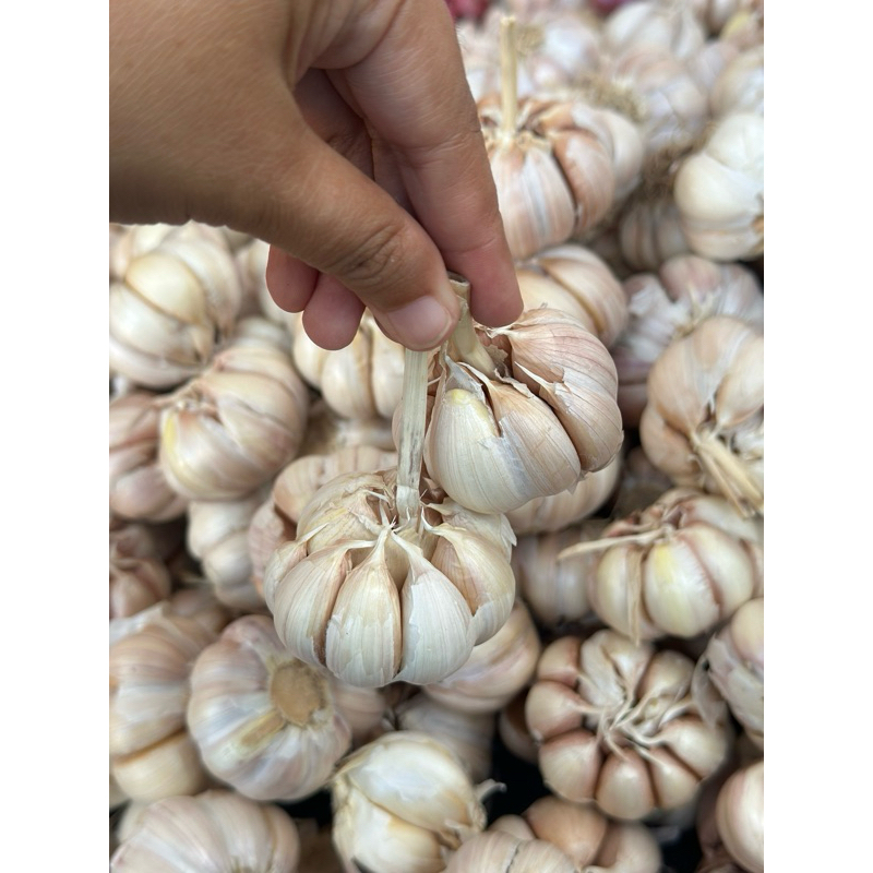 

bawang sinco 1kg banyuwangi