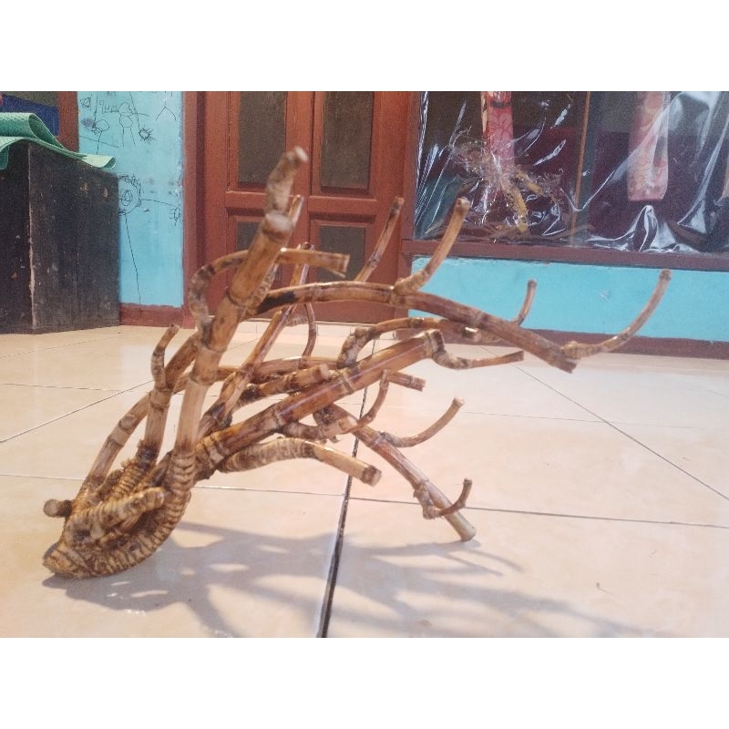 bambu unik langka.