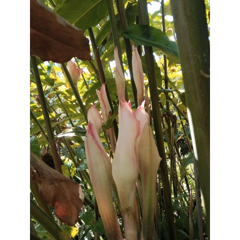 

kecombrang segar 4 biji