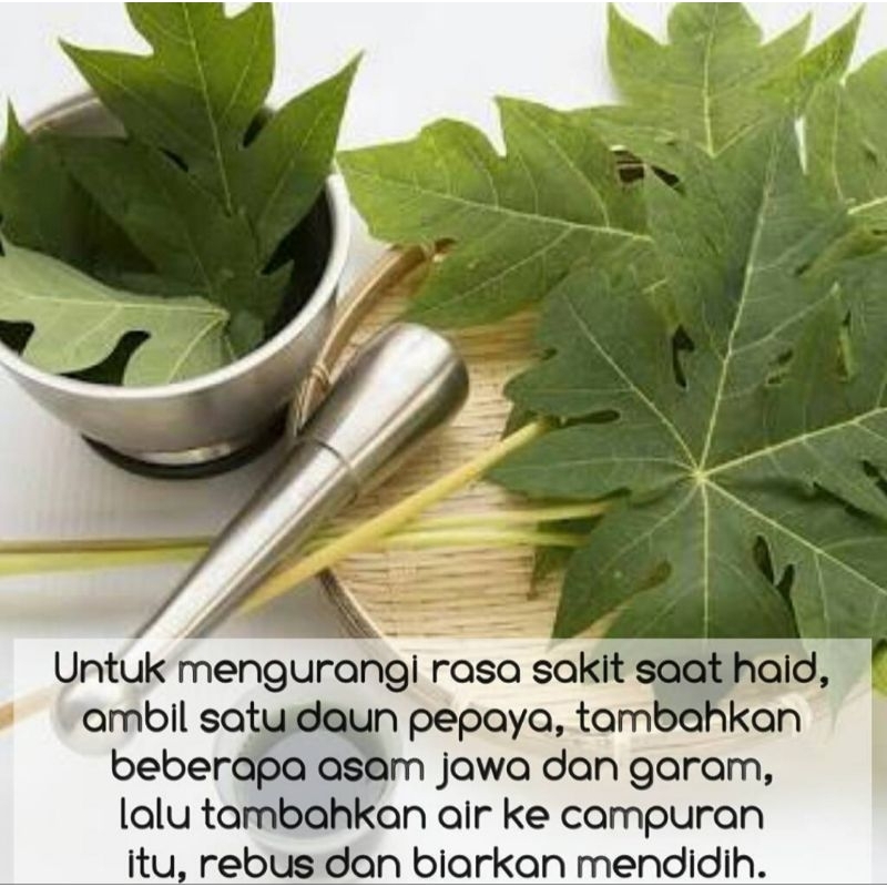 

Daun Pepaya Segar Bersih 5 Lembar