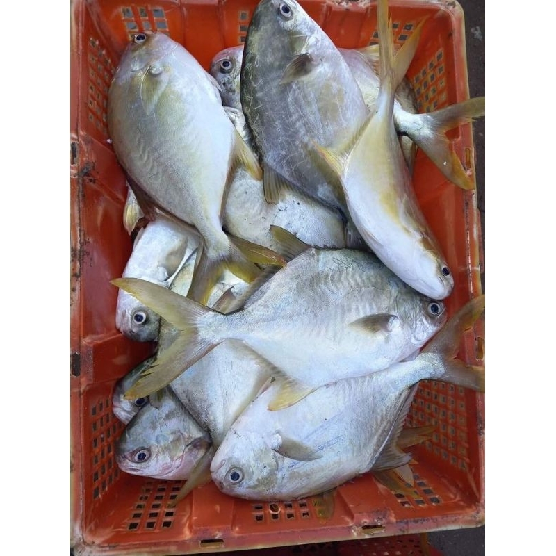 

ikan hue fresh 1kg