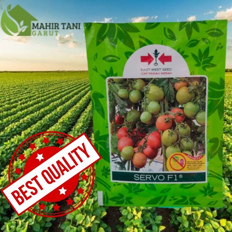 benih tomat servo f1