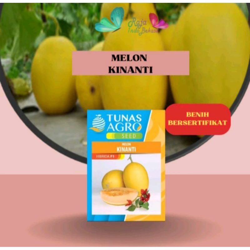 50 Biji Benih Melon Kinanti F1 Original
