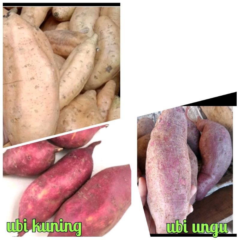 

UBI JALAR | UBI PUTIH | Ubi merah 1 kg | Ubi UNGU | Ubi Jawa | vegespot