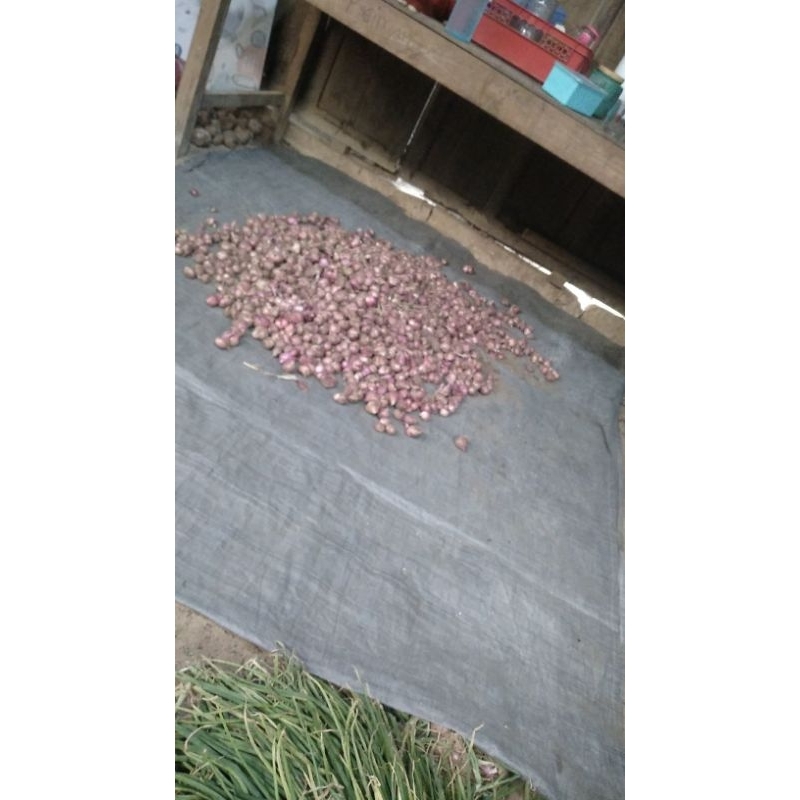 

bawang merah super