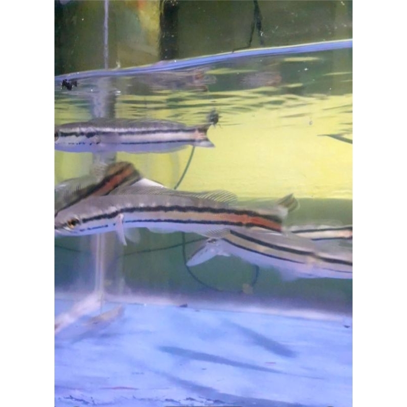 sepasang gabus toman size 20cm