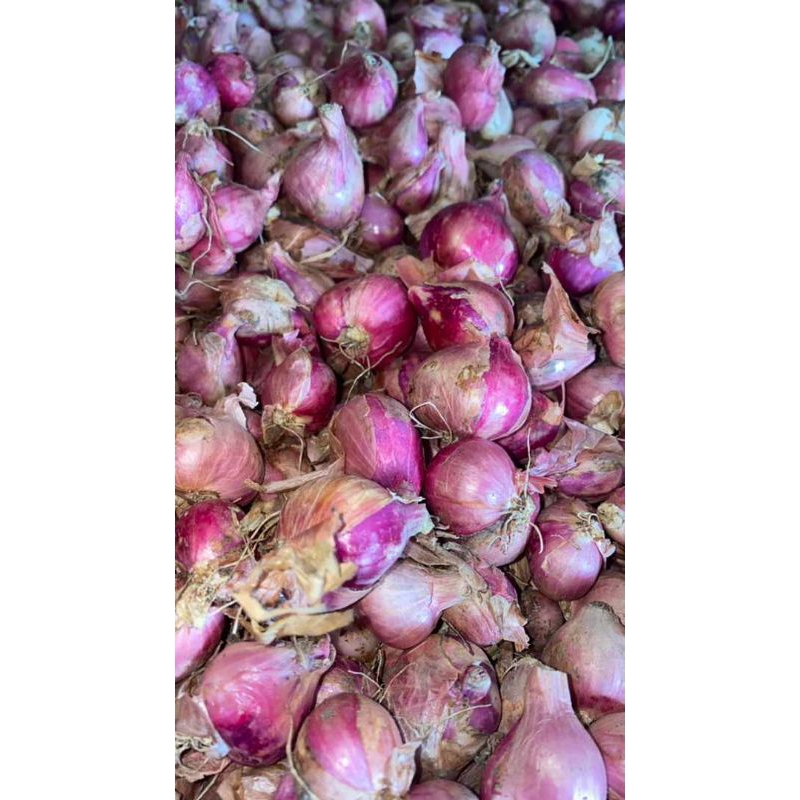 

Bawang merah probolinggo 1kg