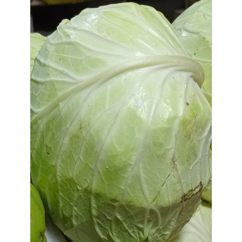 

Kol Medan | Harga per 1 kilo