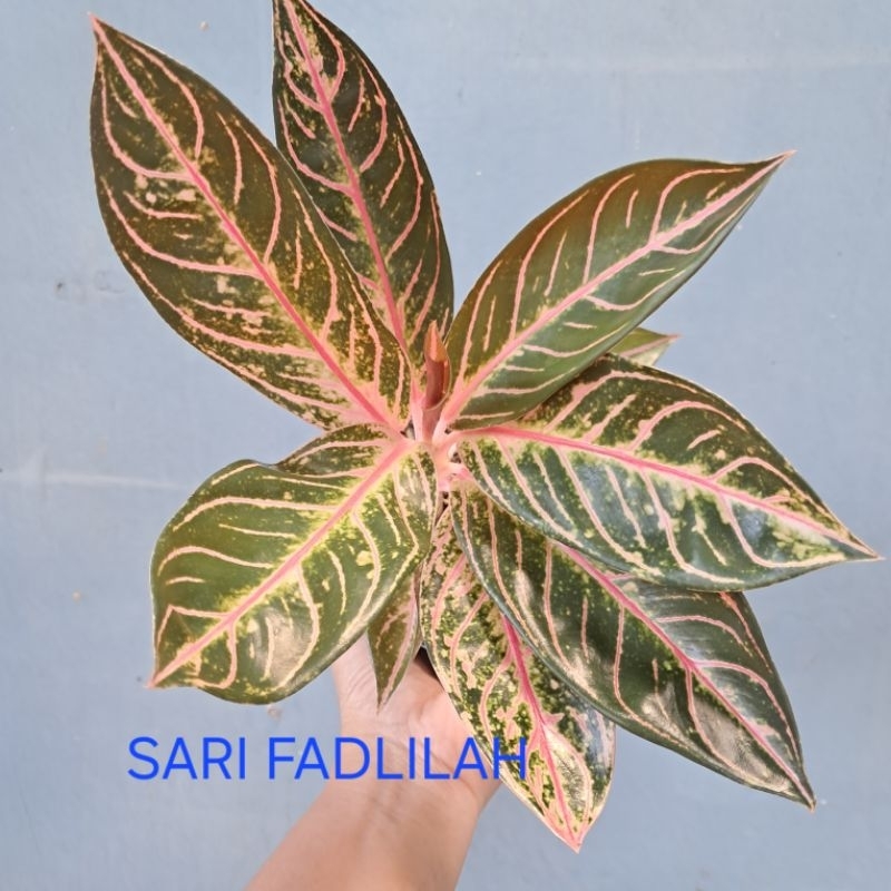 Aglonema Red Sumatra / Pride of Sumatra (POS)