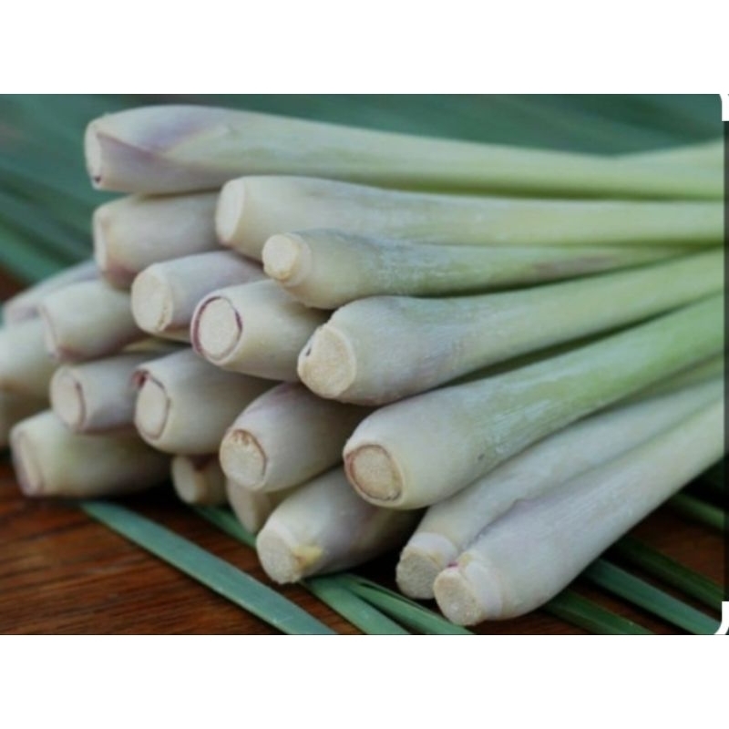 

Rempah SERAI / SEREH SEGAR 1KG untuk memasak dengan berbagai manfaat dan khasiat