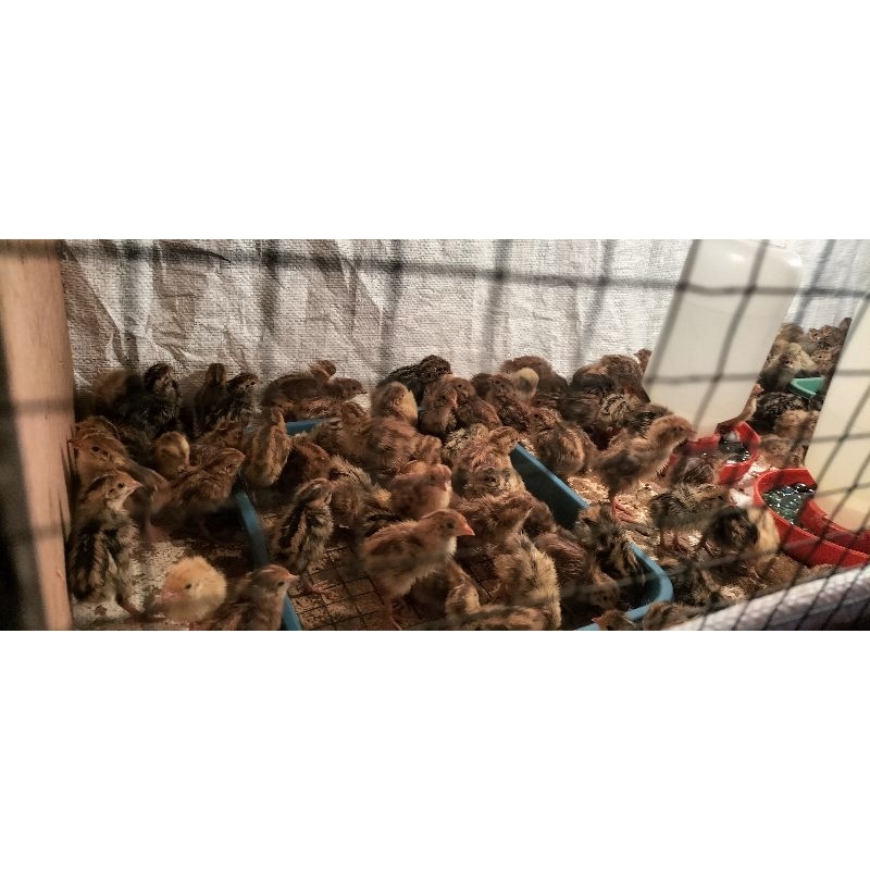 Doq Puyuh umur 1 hari sampai siap telur ready