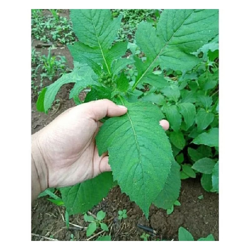 

Daun Sintrong 1kg