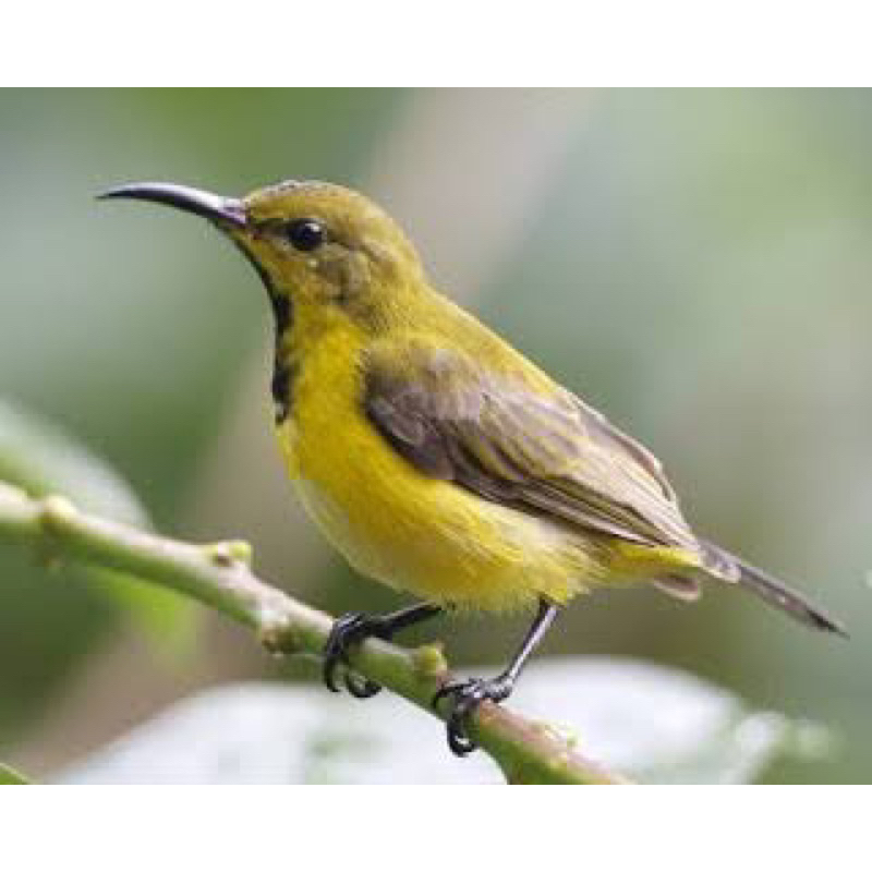 Burung Sogon Trotol - Sogon Surabaya - Burung Surabaya - Burung Nektar