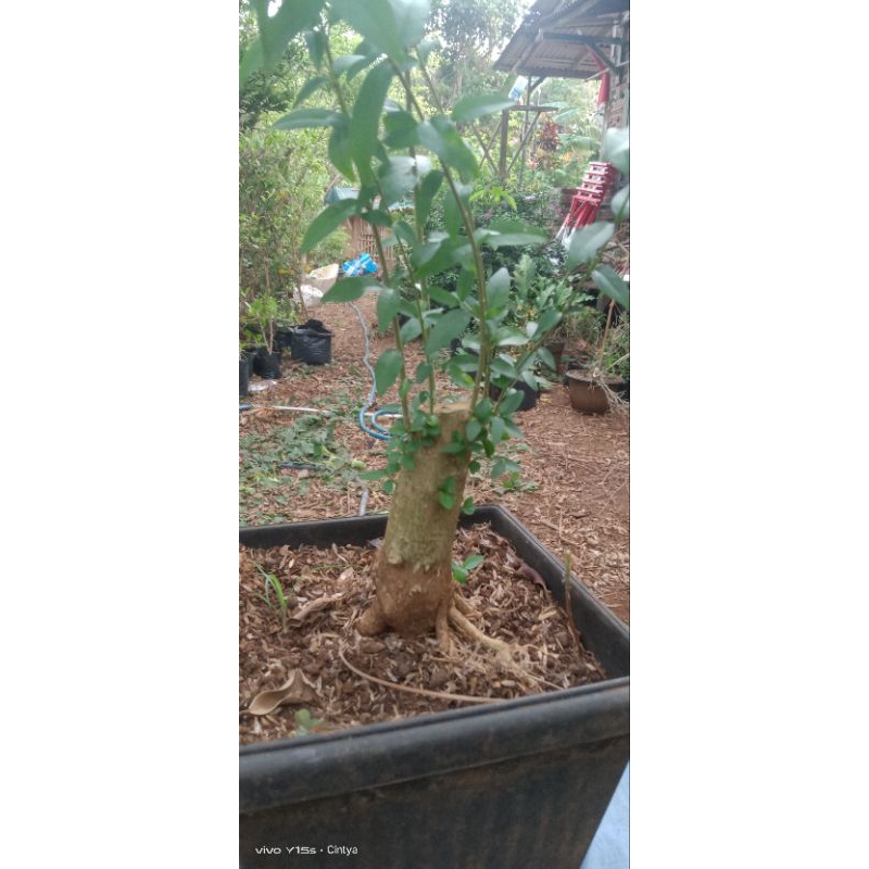 bonggol anting putri