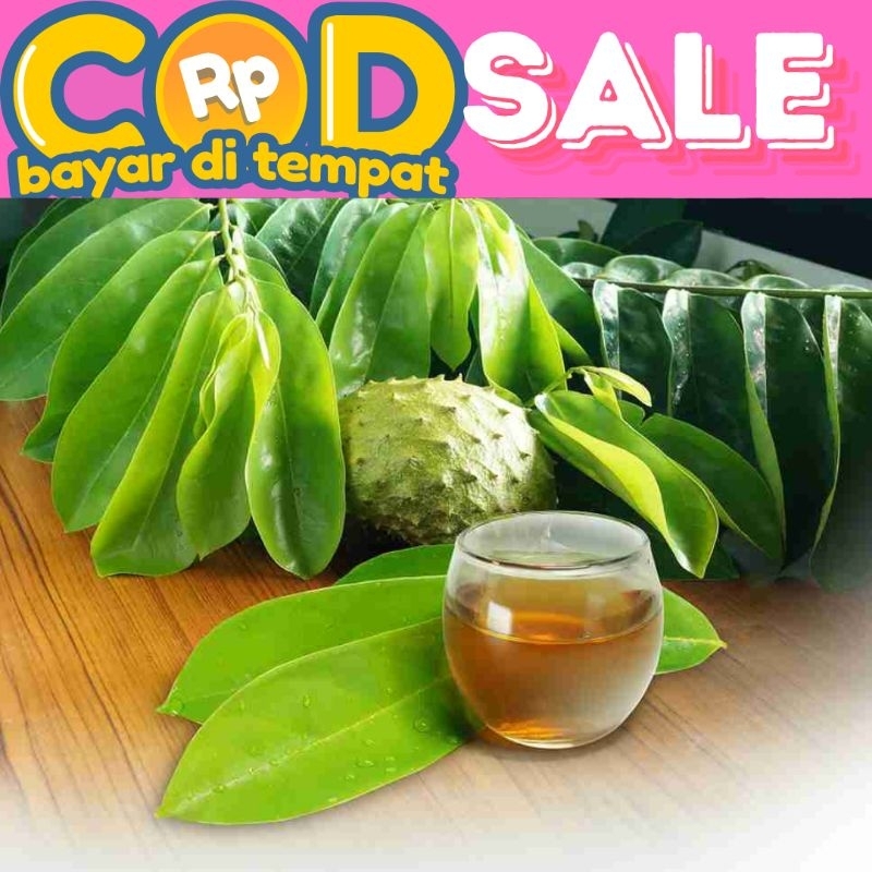 

Daun sirsak segar dipetik saat di pesan isi 100 lembar