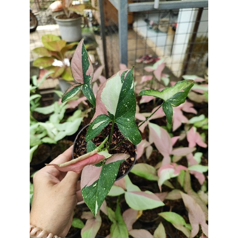 syngonium redspot tricolor