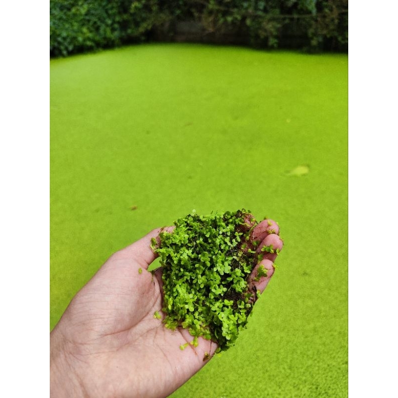 Tanaman air mata lele untuk alternatif pakan ternak