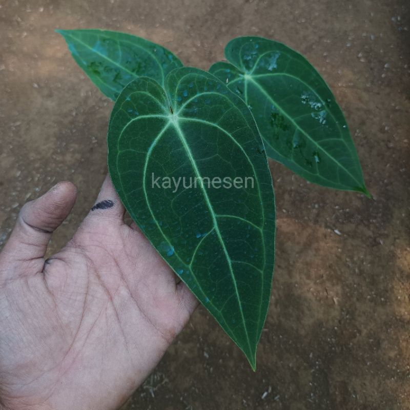 Kuping Gajah Magnificum Verde | Size Remaja