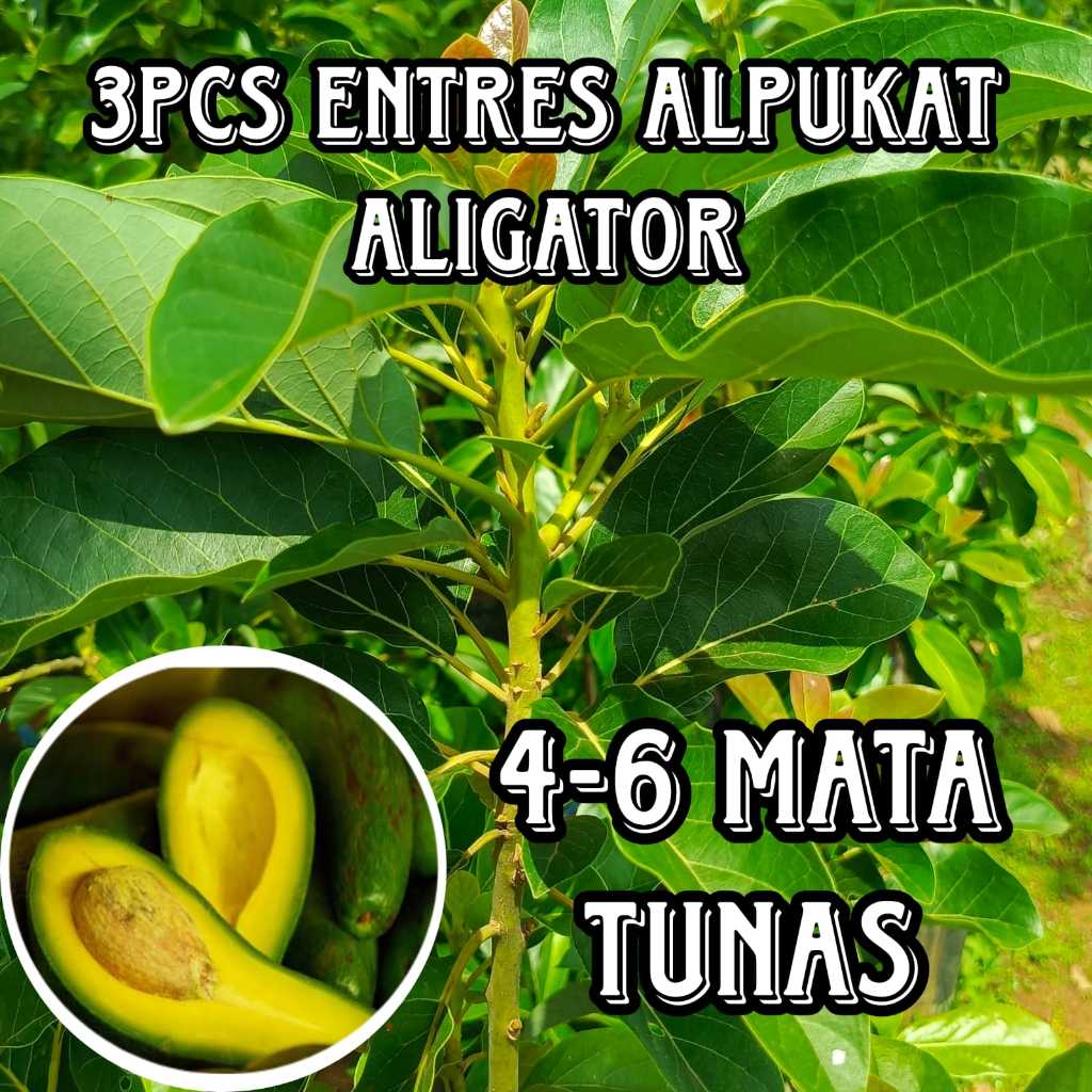 3PCS ENTRES ALPUKAT ALIGATOR ENTRES ALPUKAT SUPER