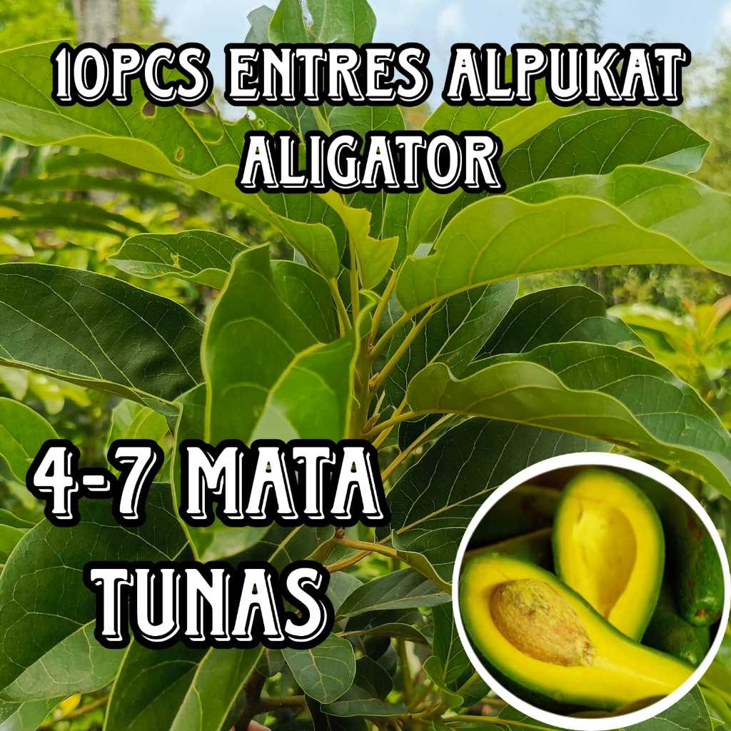 PROMO 10ENTRES ALPUKAT ALIGATOR SUPER ENTRES ALPUKAT SUPER BAGUS