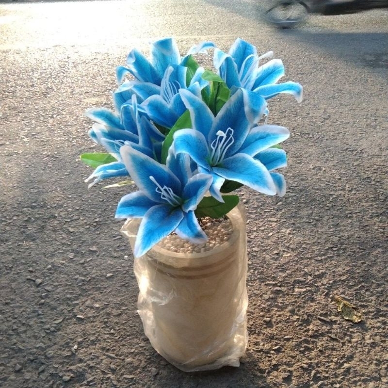 rangkaian lily pot gold
