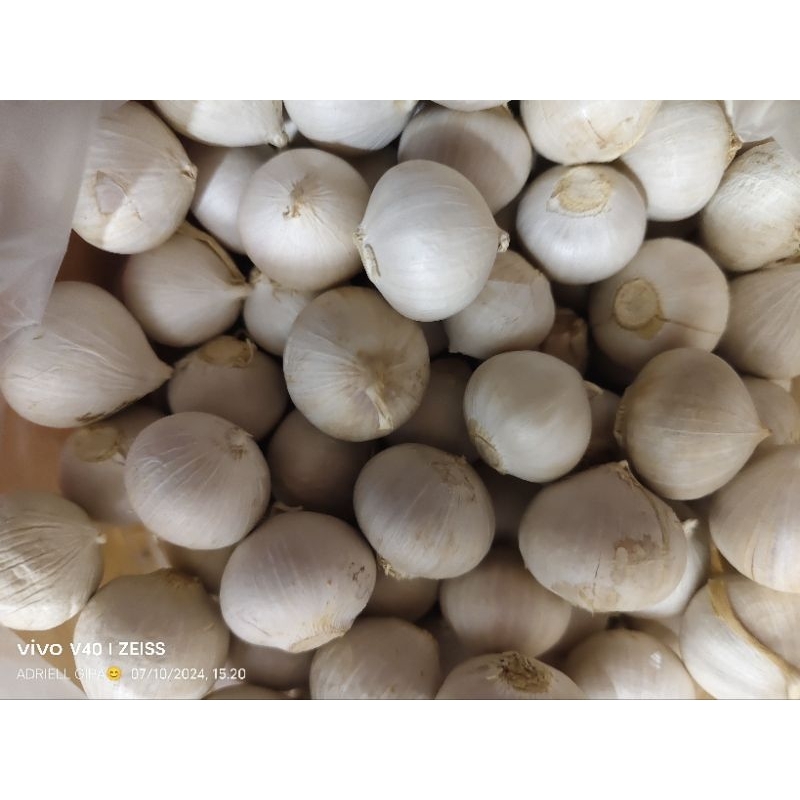 

Bawang putih tunggal / bawang putih Lanang super pilihan 500gr 1000gr