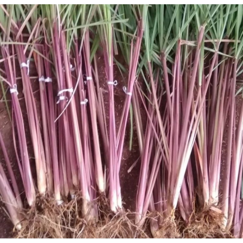 promo bibit sereh wangi segar - sereh merah segar