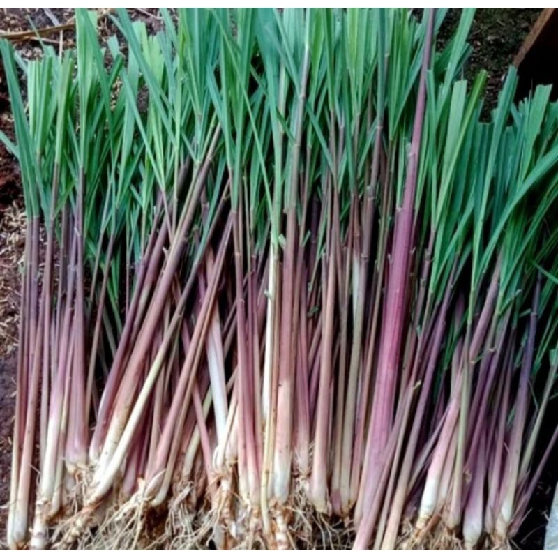 

promo 1kg sereh merah sereh wangi serai wulung jamu lanang