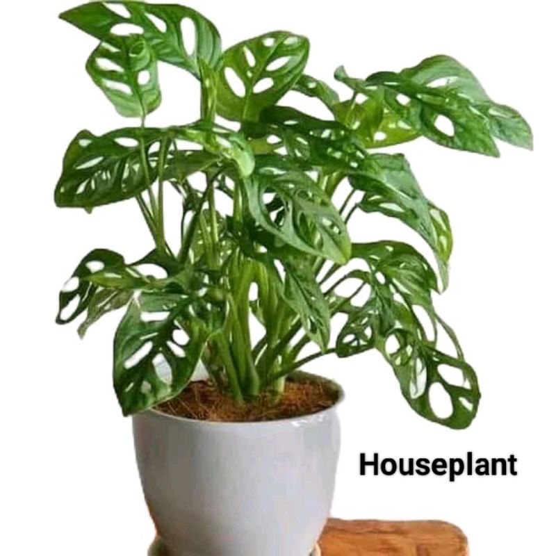 TANAMAN HIAS JANDA BOLONG-JANDA BOLONG TANAMAN HIDUP