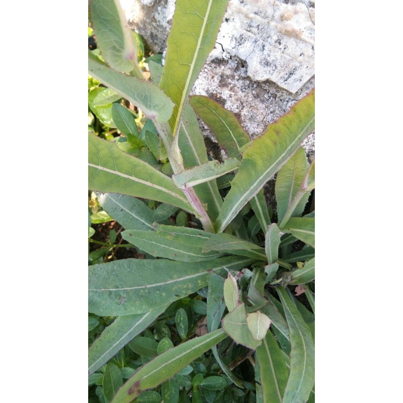 

Daun Tempuyung atau daun camawak segar 1kg murah