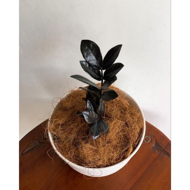 Tanaman Hias Zamia Black Raven / Zamia Zamio Black / Zamio Culcas Black Raven