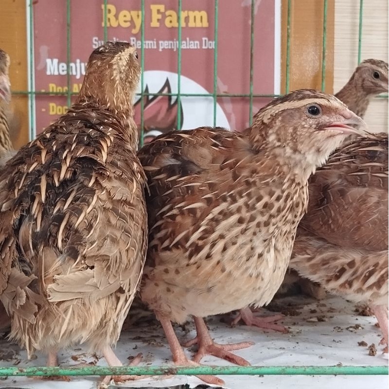 Burung puyuh Betina / Burung Puyuh Petelur