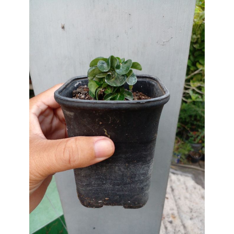 Adenium DHA daun kriwulny cakep