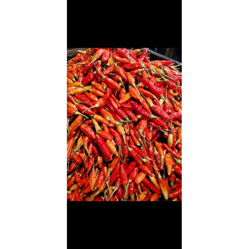 

cabai rawit merah ORI super promo 5 kg