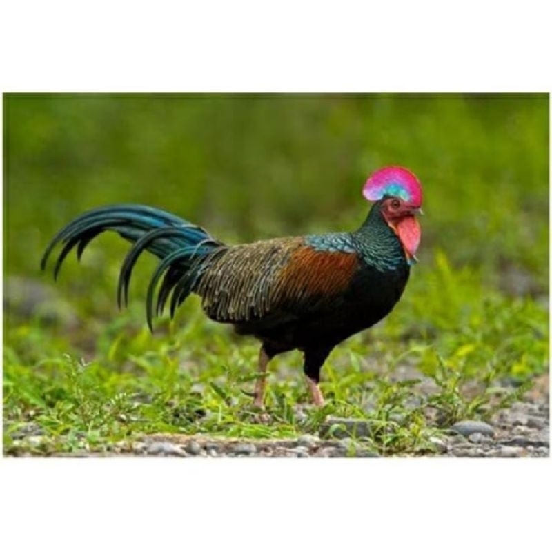

telur ayam hutan/ bekisar asli untuk di tetaskan