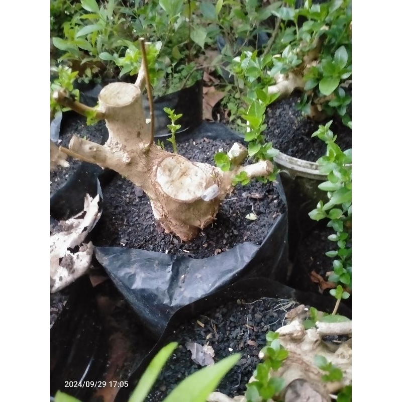 bahan bonsai sancang prokar