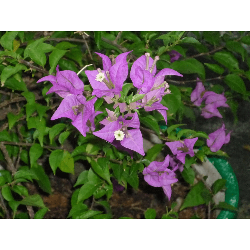 Bougenville Bangkok Ungu - Tanaman Hias - Berbunga Rimbun