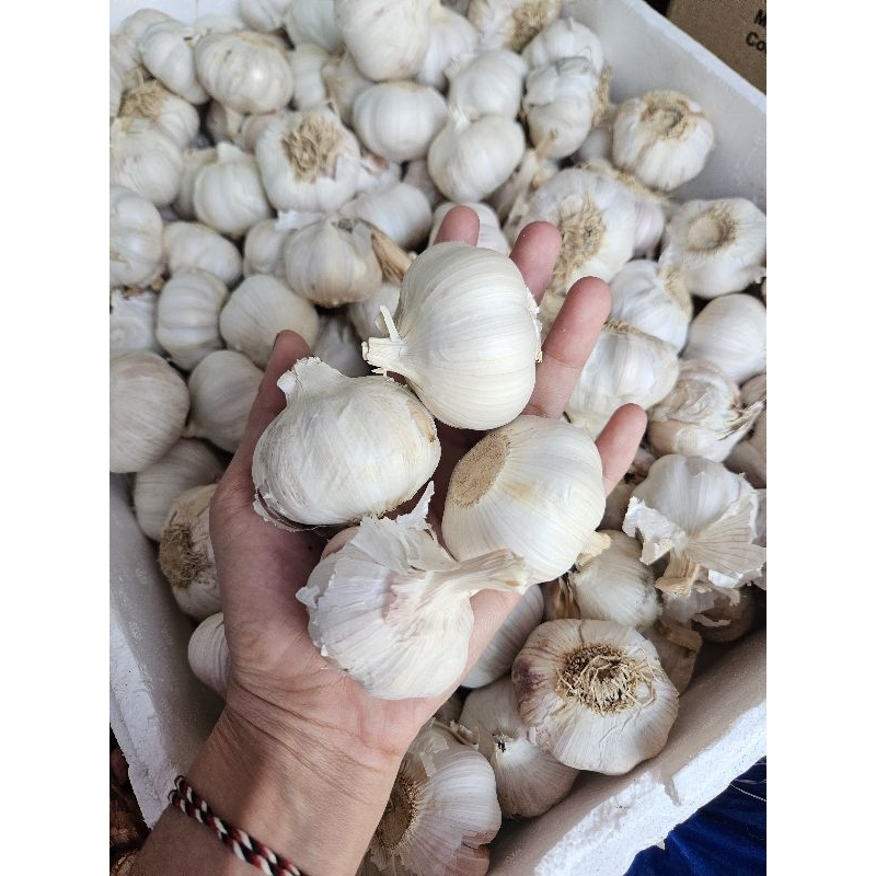 

BAWANG PUTIH 1KG